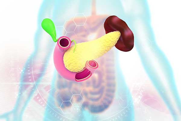 Human pancreas anatomy